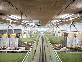 Stallbeleuchtung mit Wannenleuchten